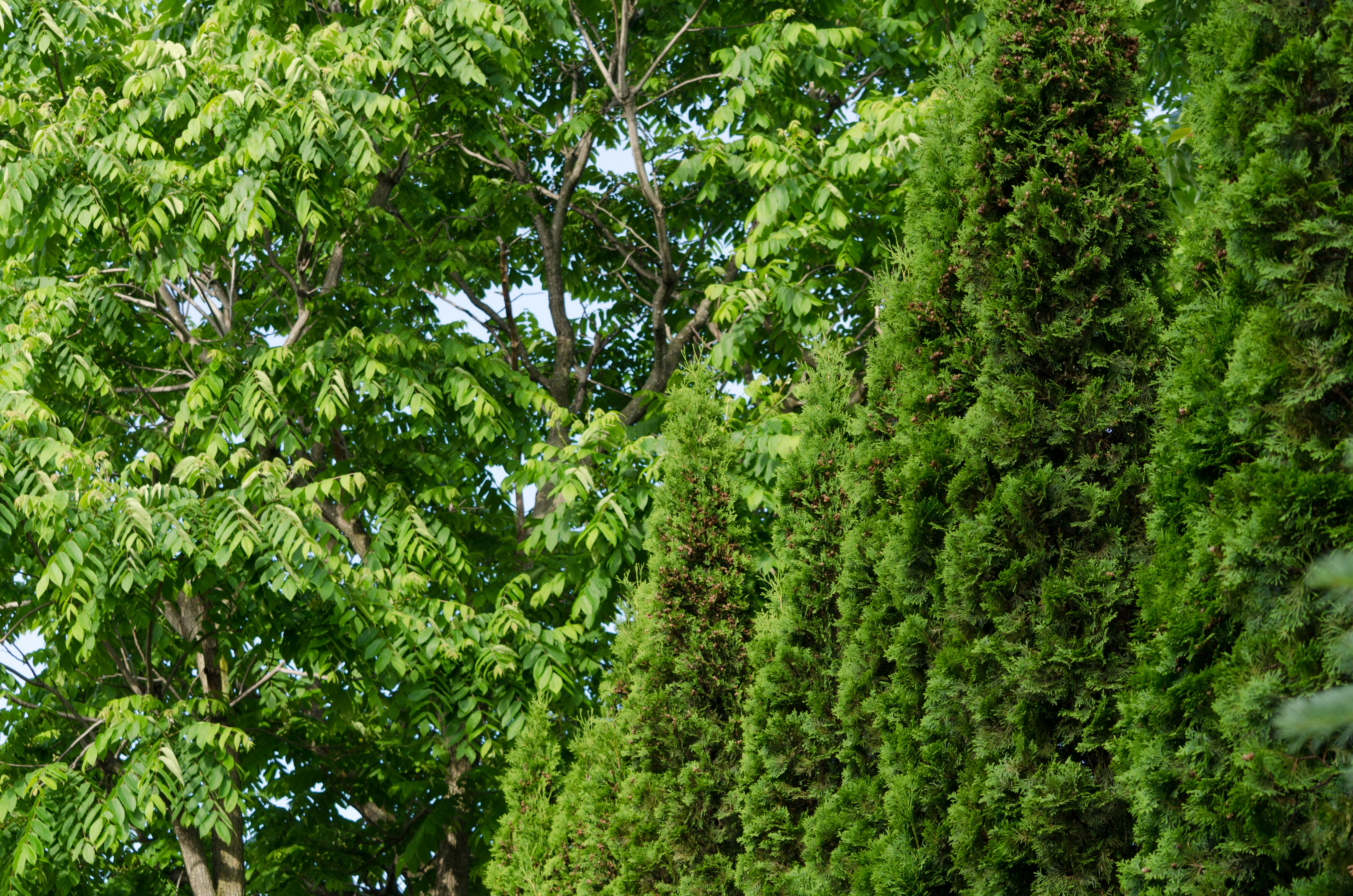 paesaggio naturale con alberi verdi rigogliosi