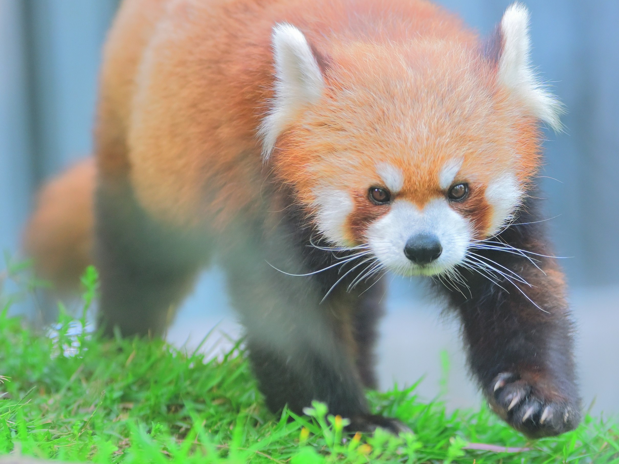 草の上を歩くレッサーパンダの子