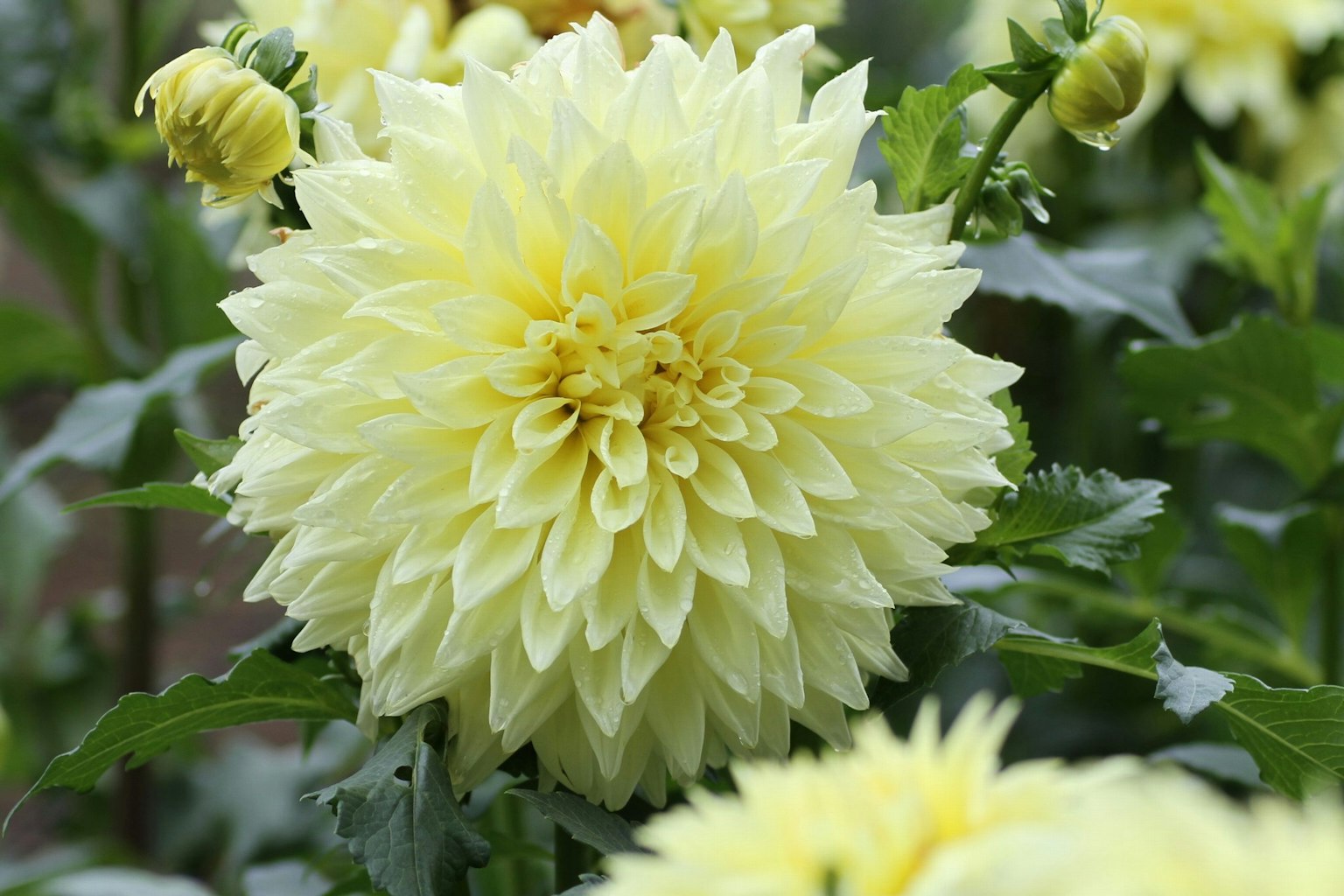 Una flor de dalia amarilla en plena floración rodeada de follaje verde