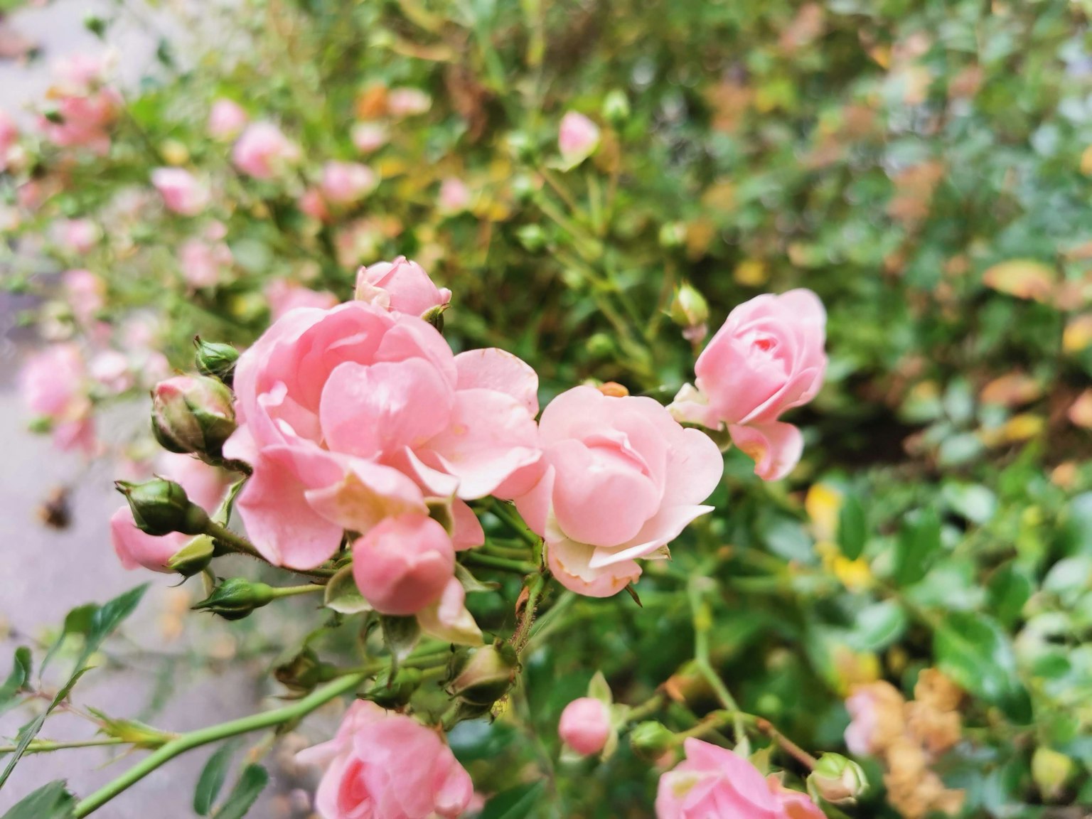 A cluster of delicate pink roses blooming in a garden