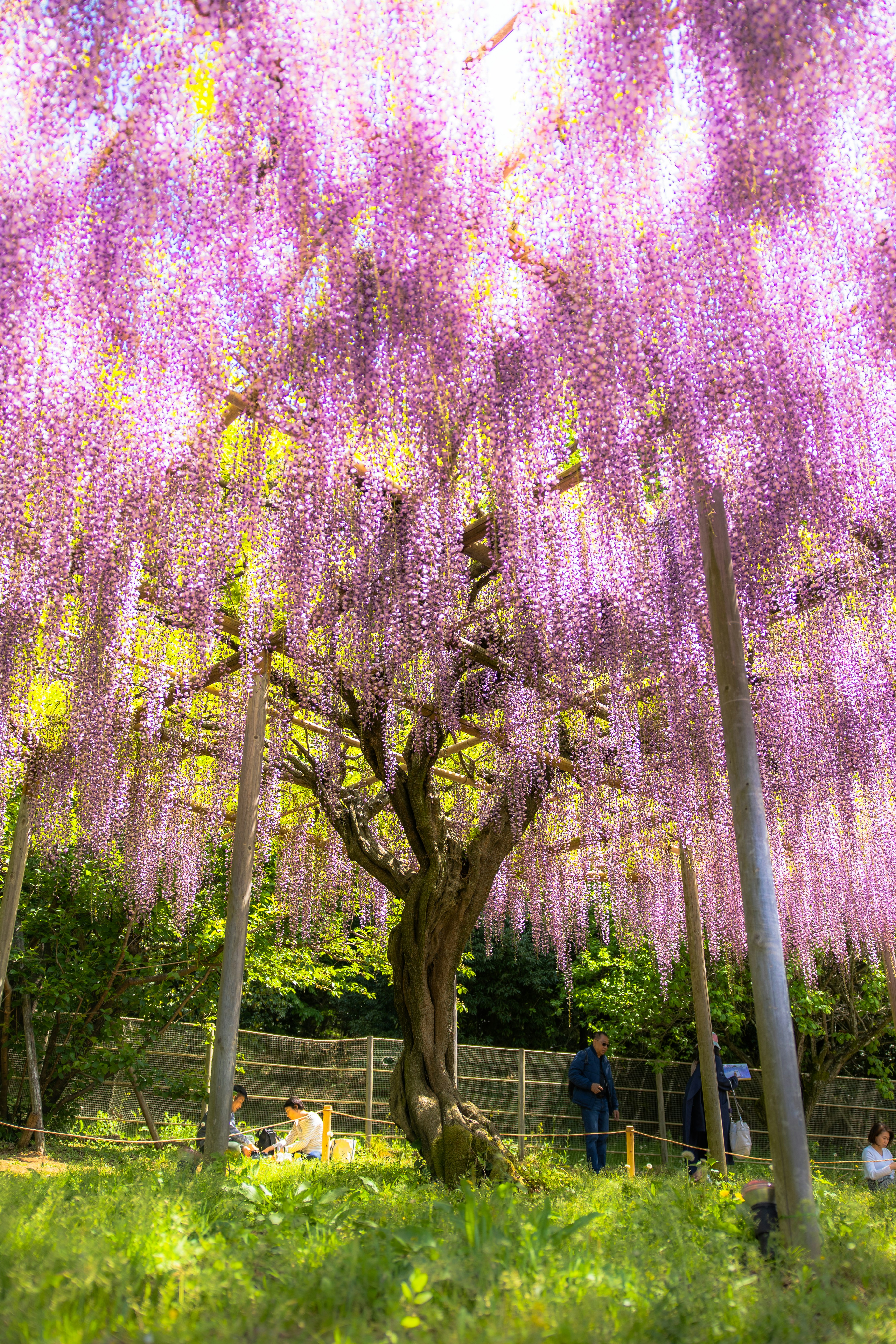 淡いピンクの花が咲くしだれ桜の並木と散策する人