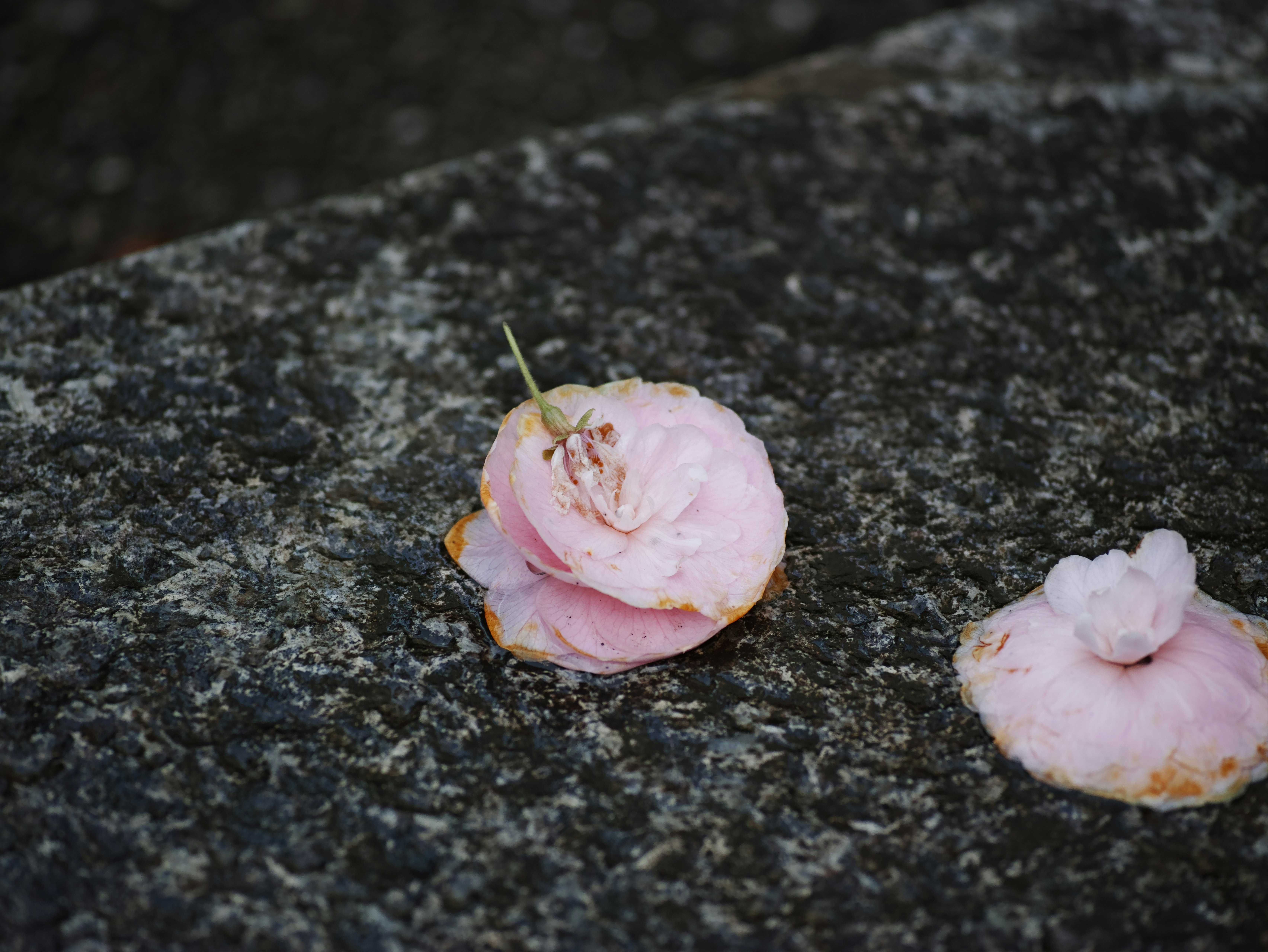 pink flower petals on a stone pavement