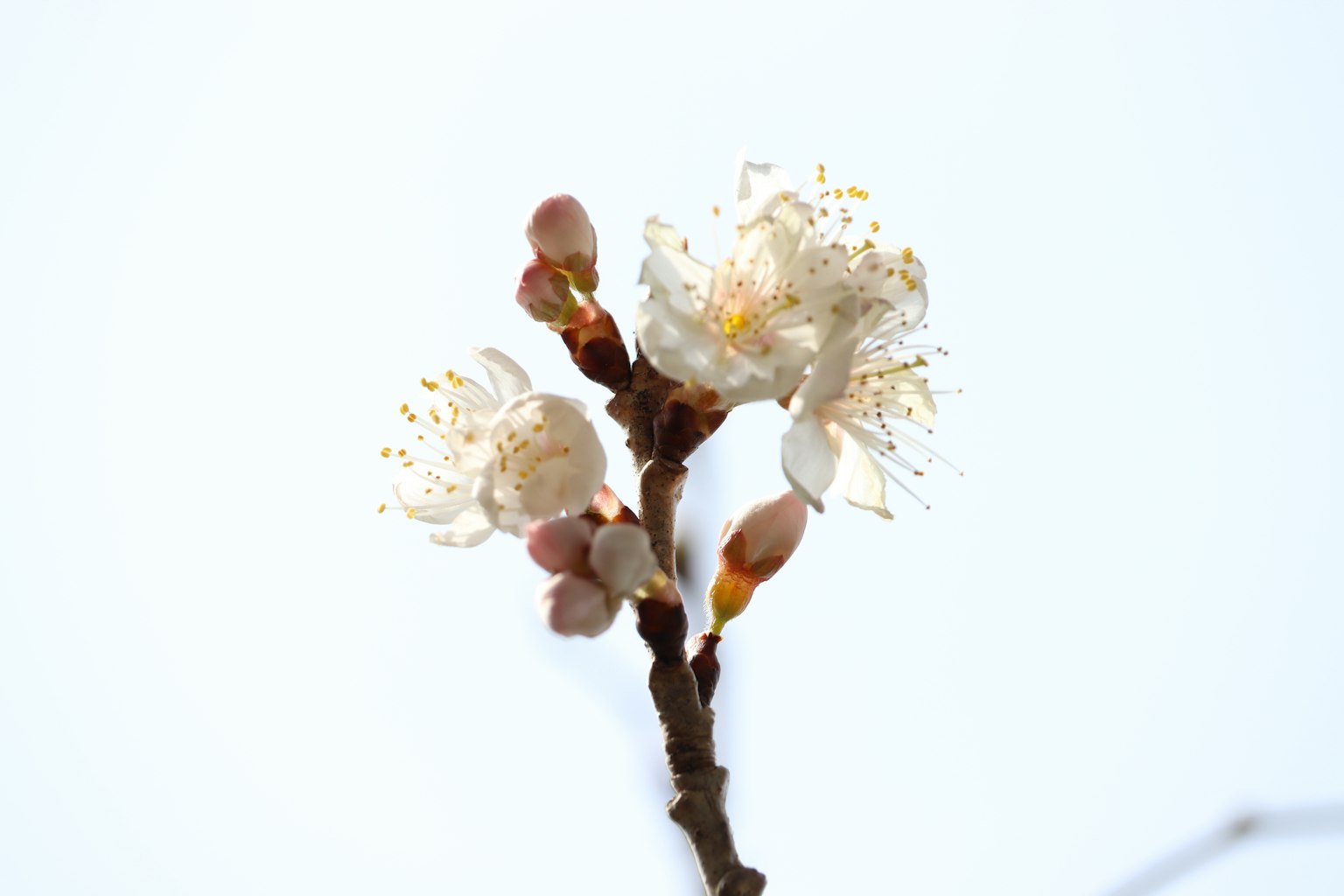 Boccioli e fiori su uno sfondo bianco