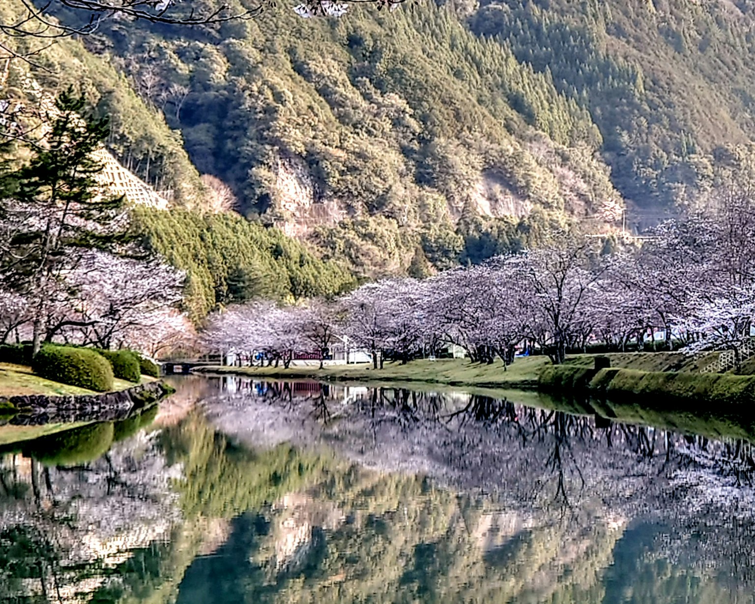 Río sereno con cerezos en flor y reflejos de montaña