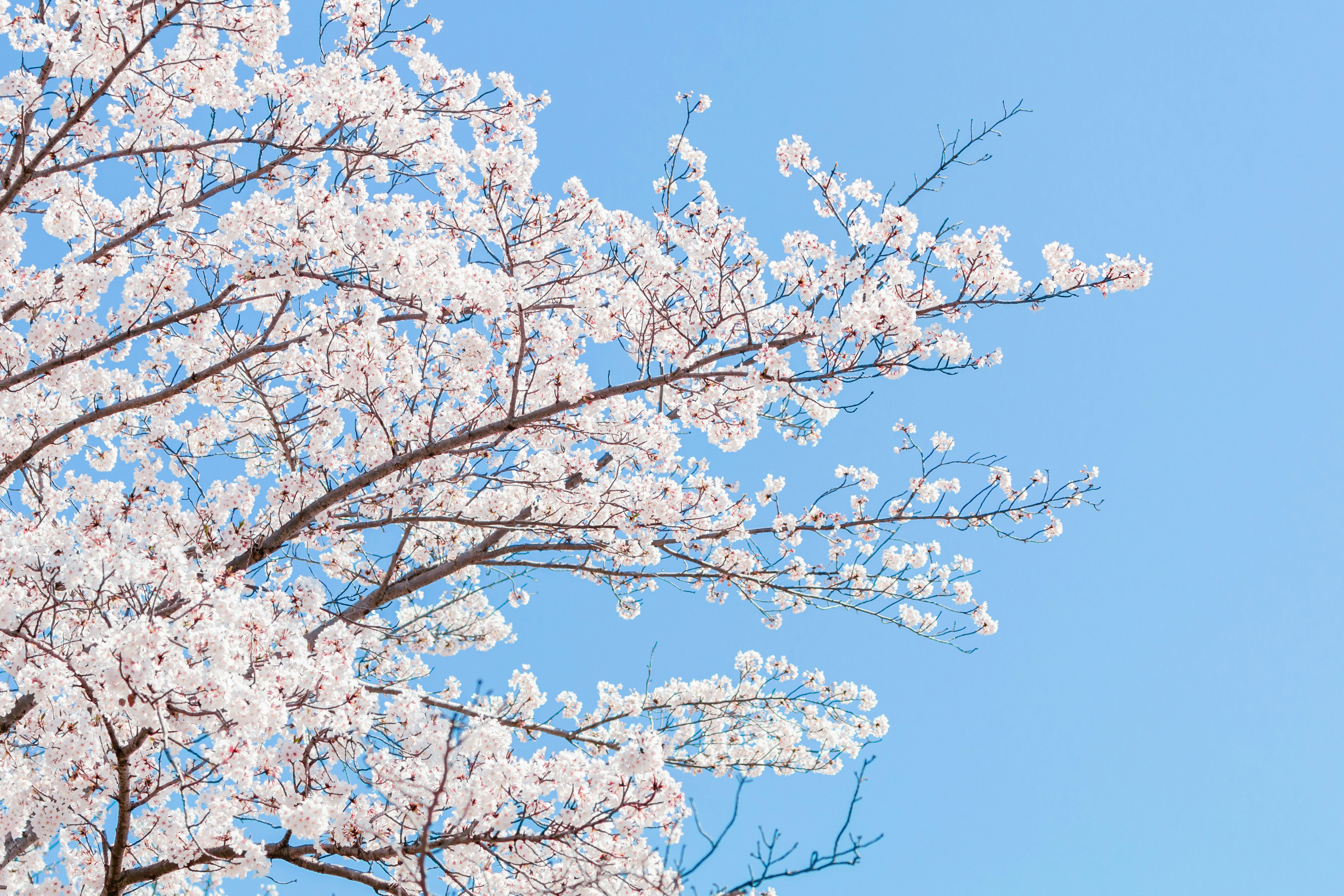 Rangkaian cabang bunga sakura di bawah langit biru