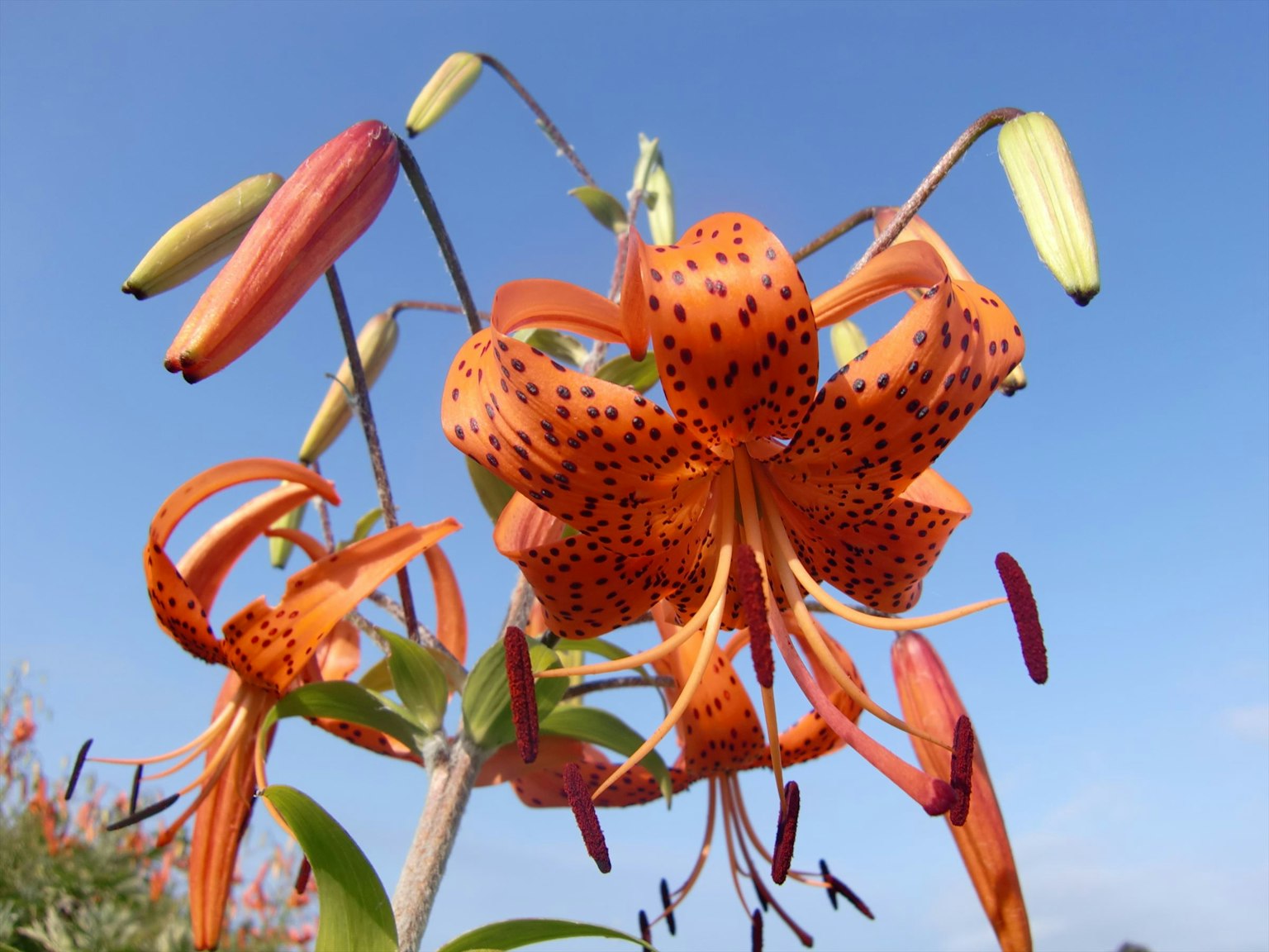 Vibrant orange lily flowers blooming under a blue sky