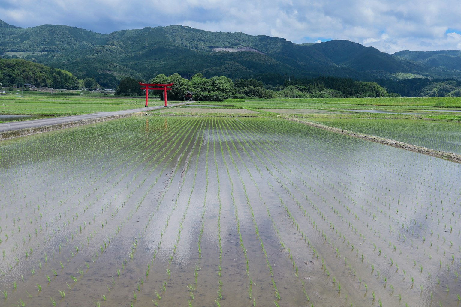 Rice field landscape with mountains and a red torii gate