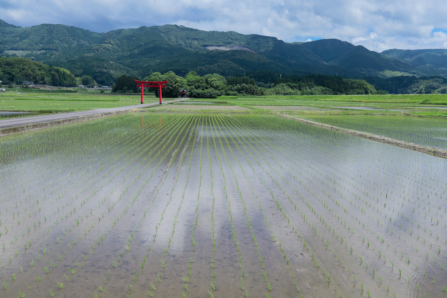 Paisaje de campo de arroz con montañas y una puerta torii roja