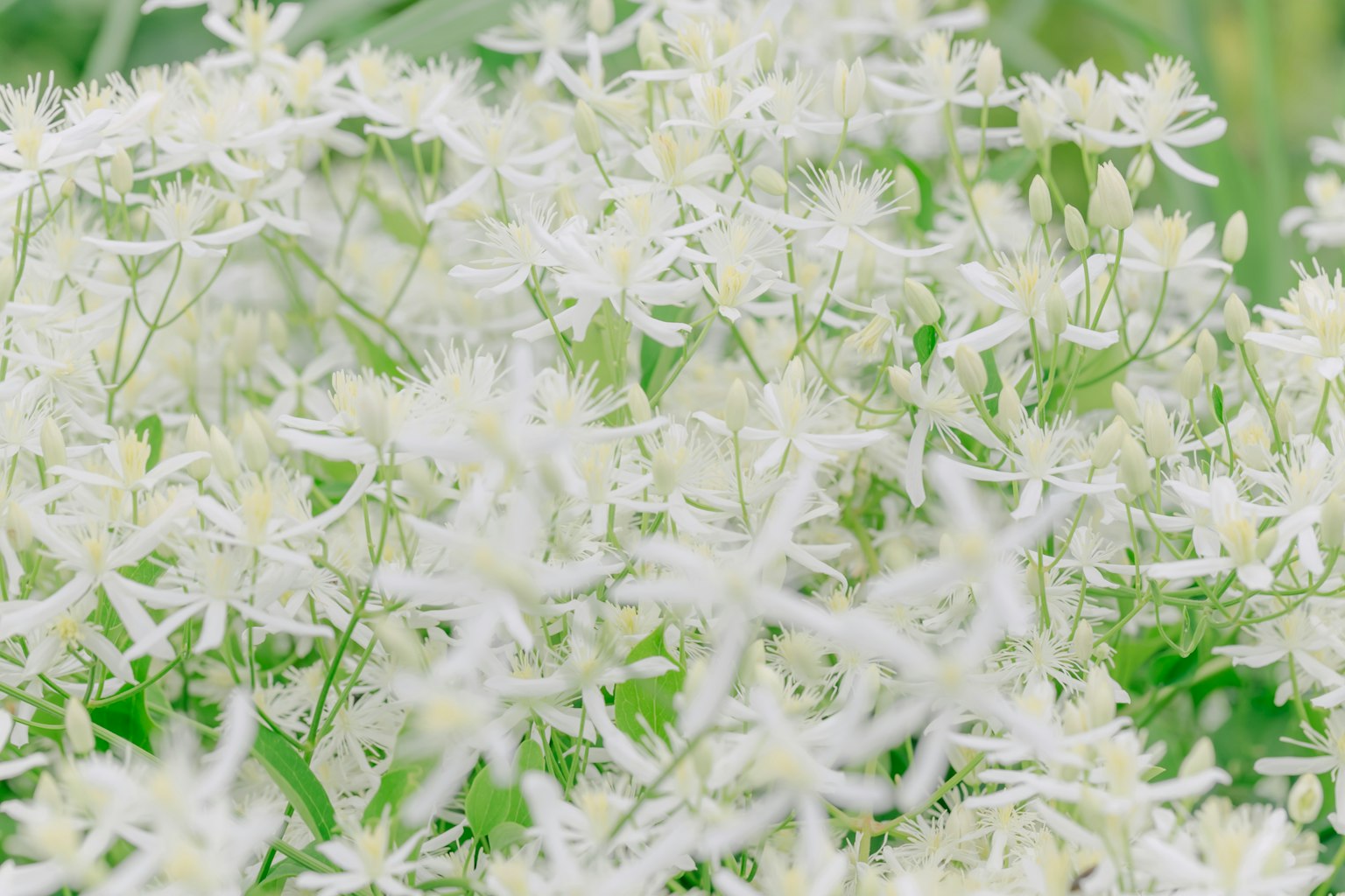 Una bella scena di fiori bianchi che fioriscono su uno sfondo verde