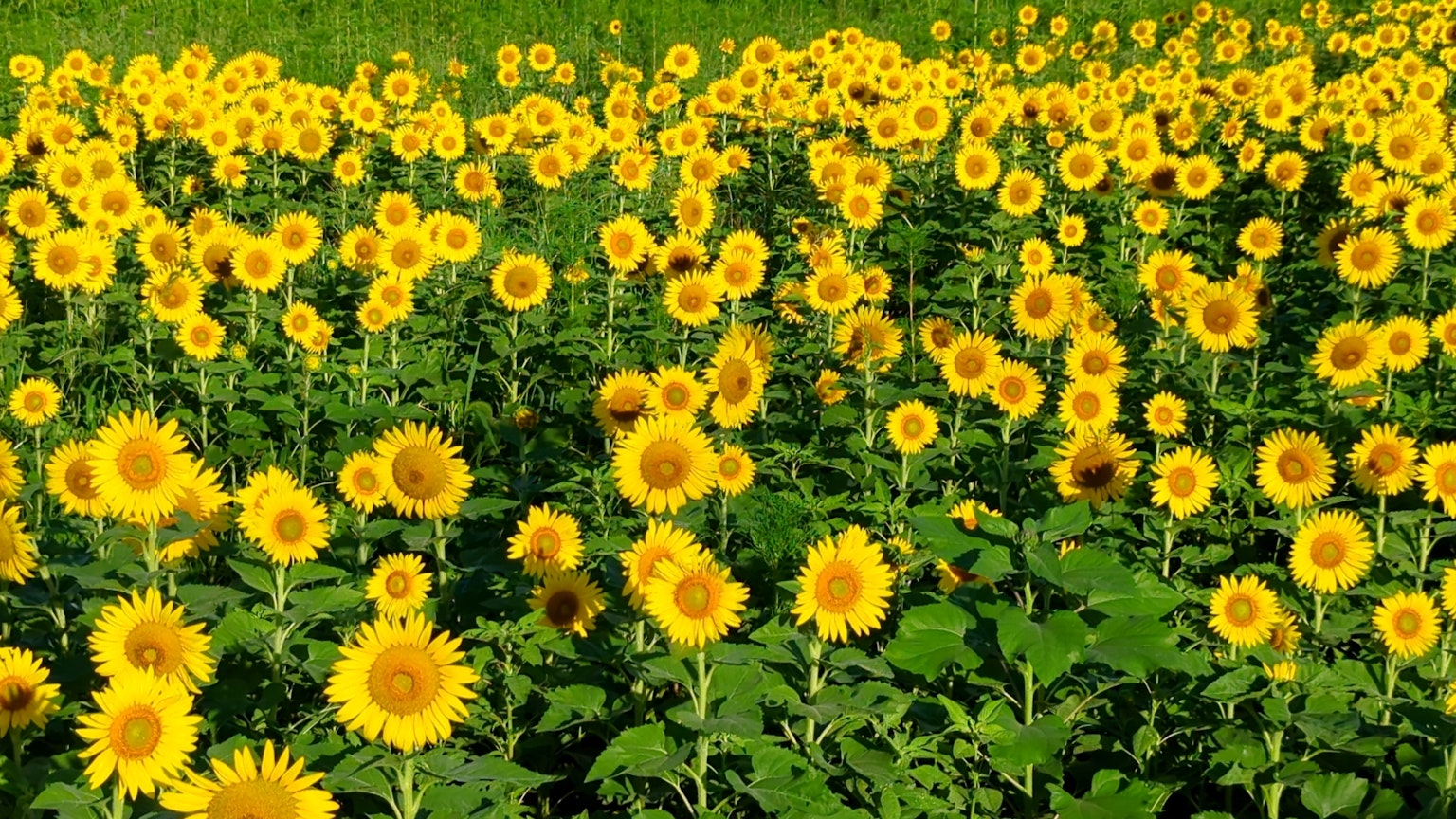 Ampio campo di girasoli con fiori gialli vivaci