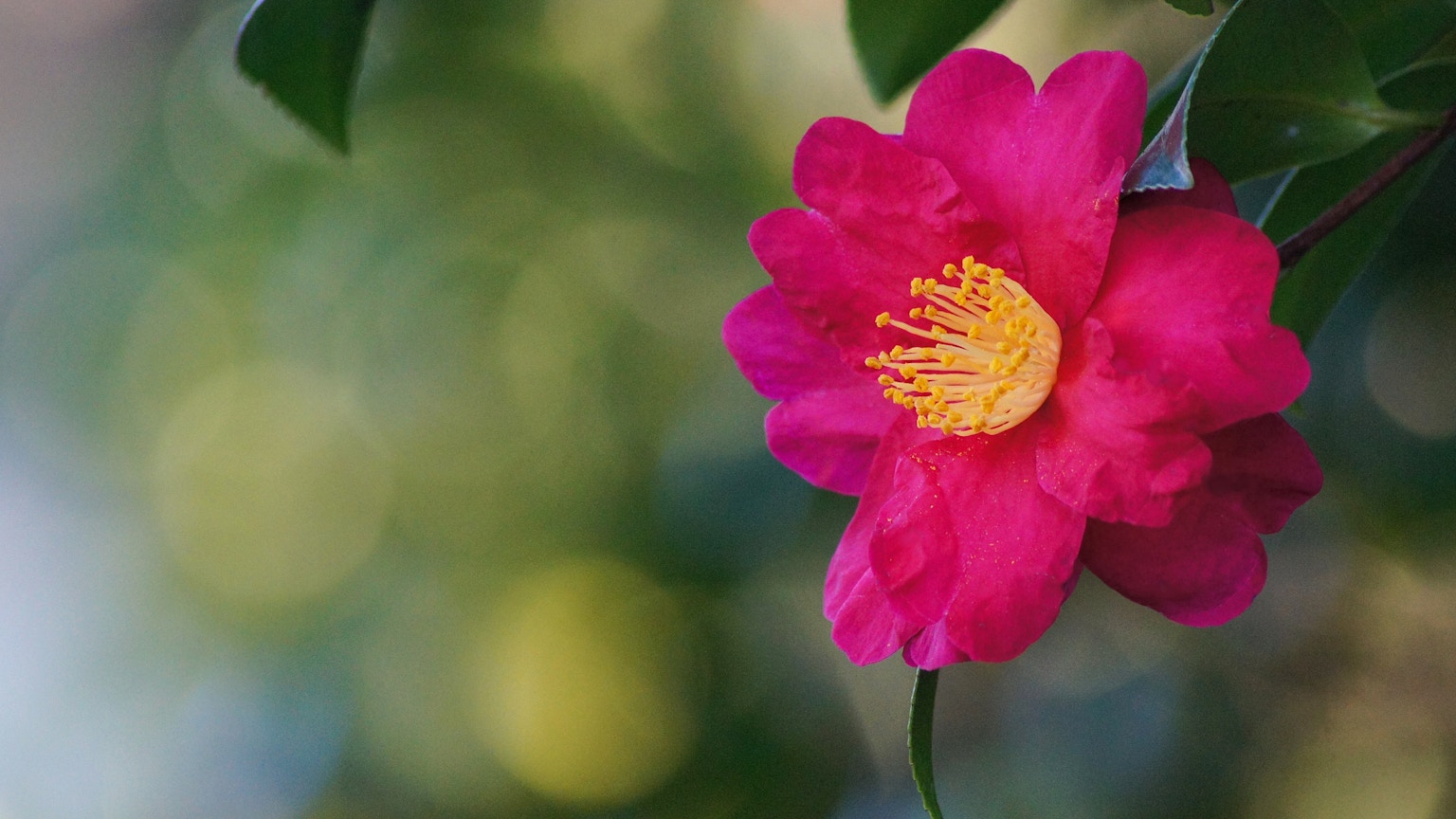 Acercamiento de una flor de camelia rosa brillante con estambres amarillos
