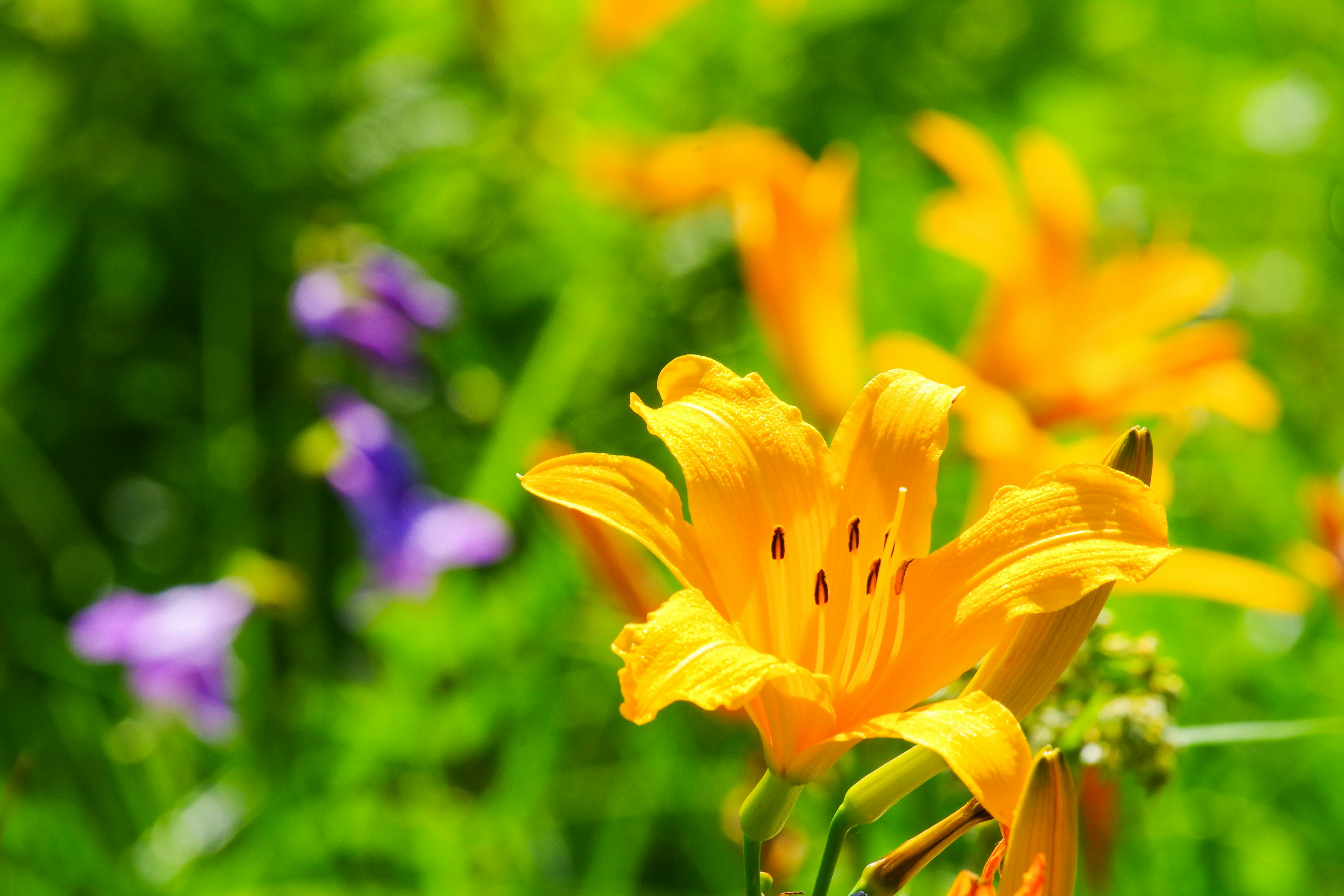 ニッコウキスゲの花が咲く尾瀬の自然