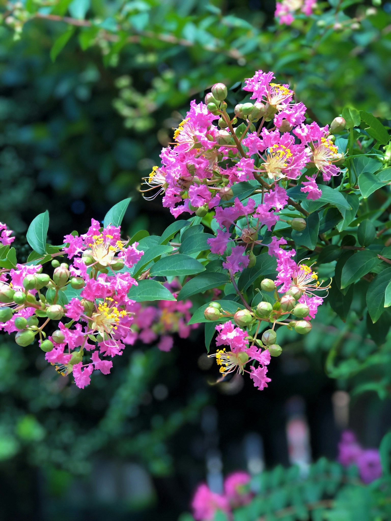 Close-up cabang pohon hijau dengan bunga pink dan kuning yang mekar