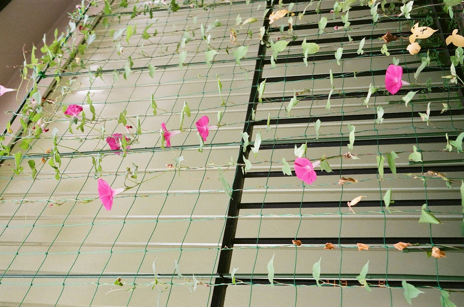 Fleurs et feuilles de bougainvillier roses sur un treillis vert