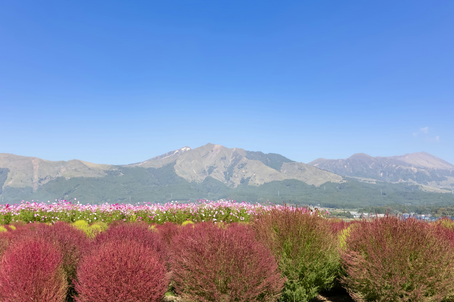 背景有山脈的色彩繽紛的花田風景