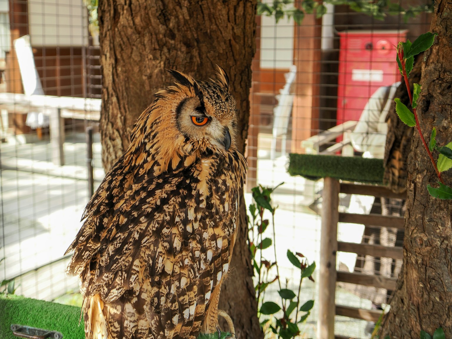 Un hibou vibrant avec des plumes distinctives perché près d'un arbre