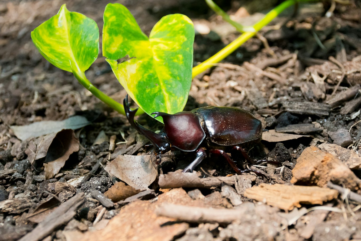 Seekor kumbang di tanah dekat daun hijau