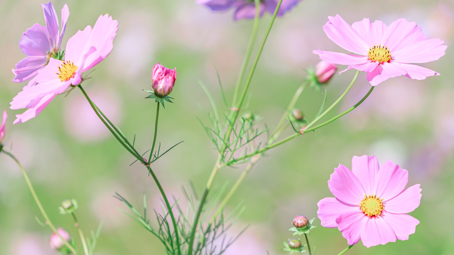 Campo di fiori di cosmos rosa chiaro in fiore