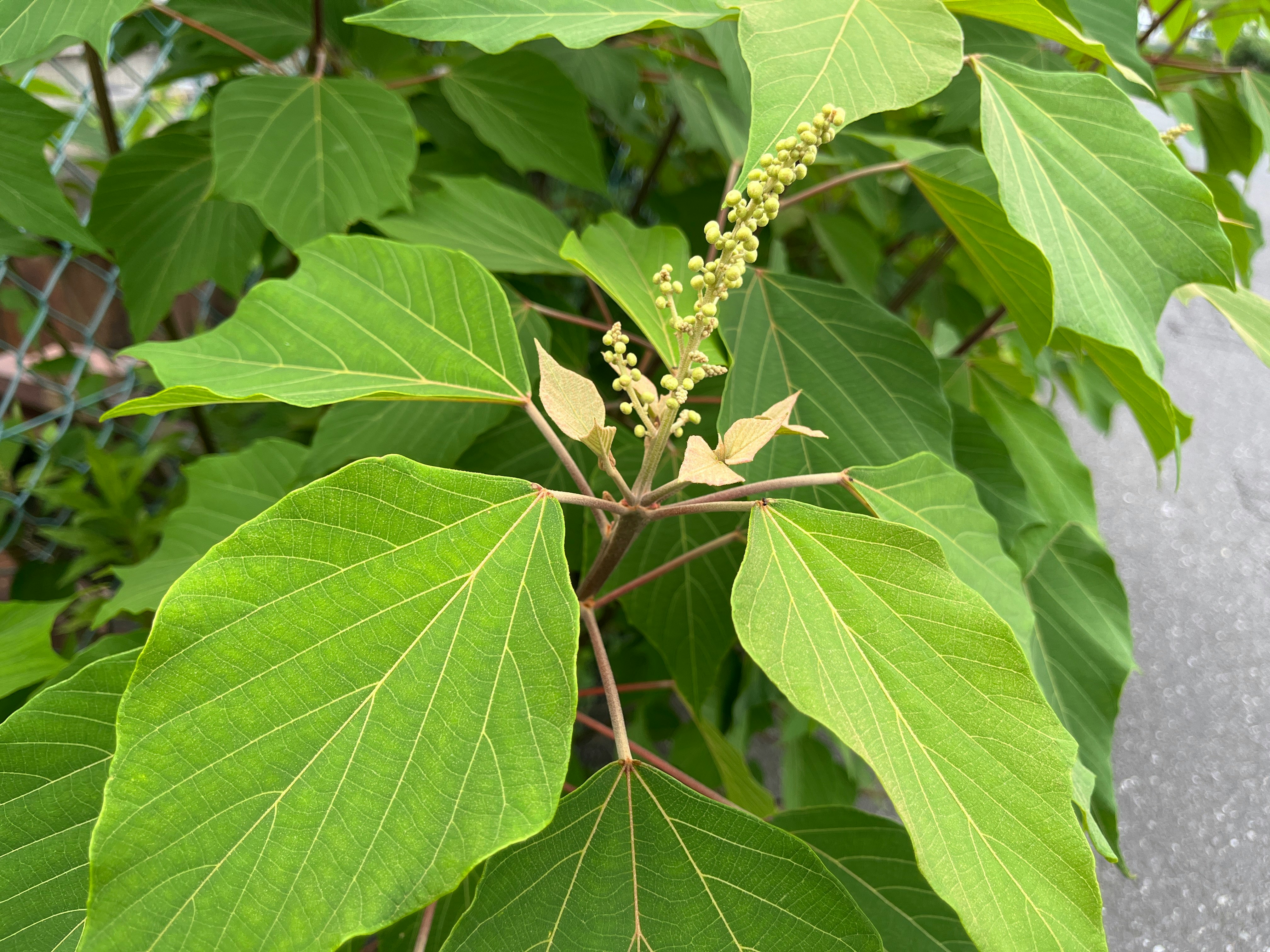 葉の間に咲く花穂のある若い木の枝