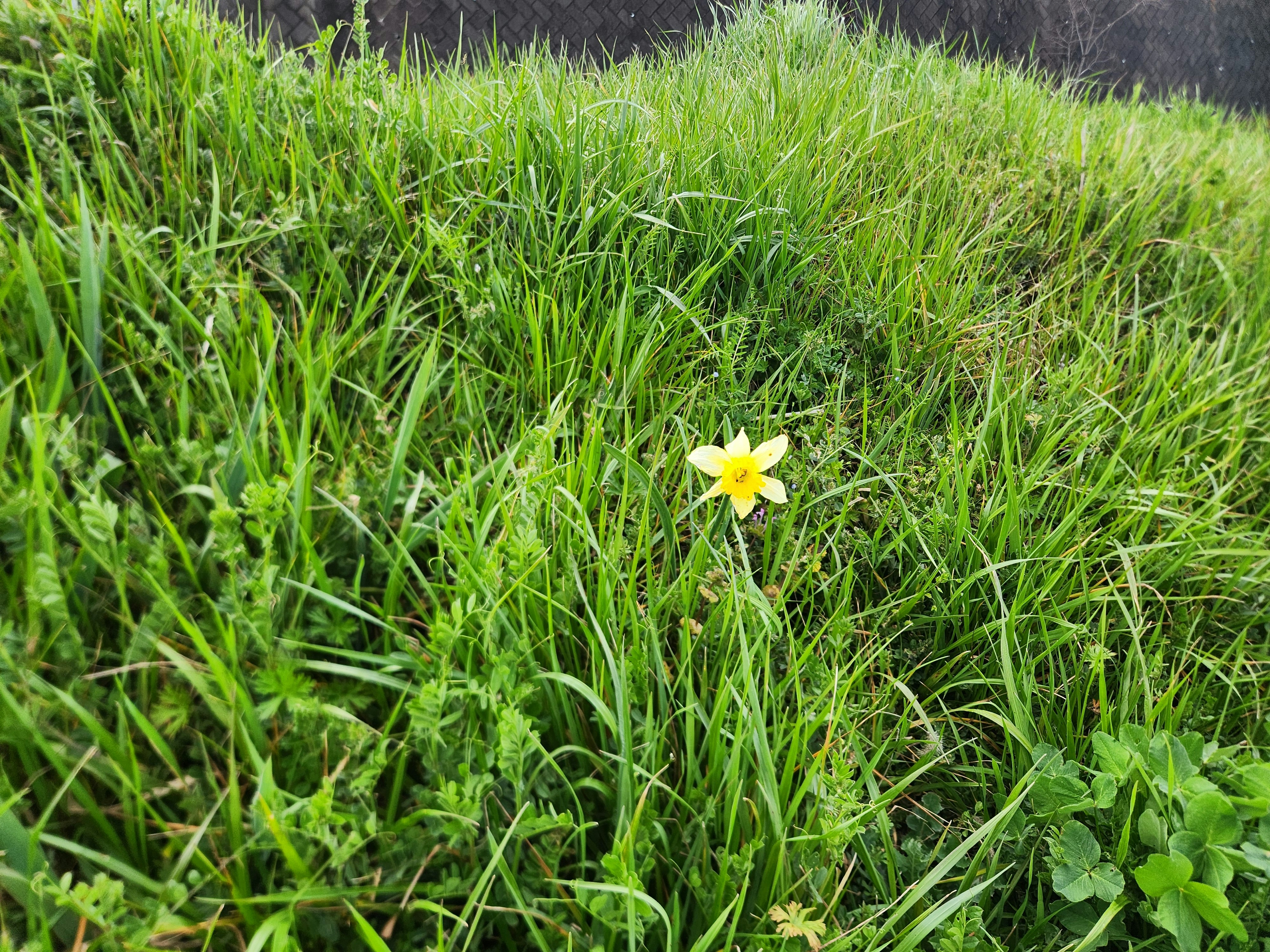 路地の草むらに咲く黄色い水仙の花