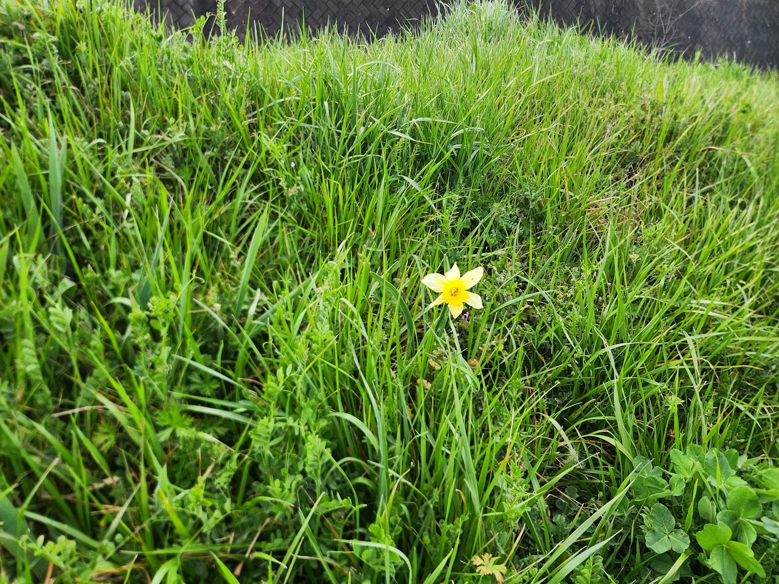 Un singolo fiore giallo che sboccia tra l'erba verde lussureggiante
