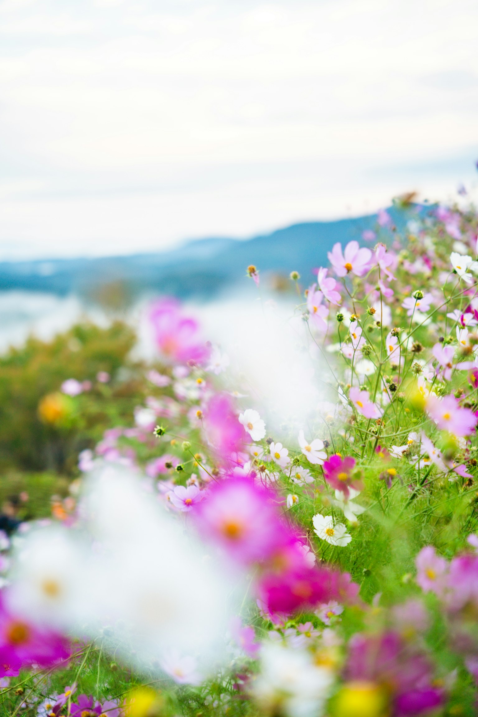 Fiori colorati in un paesaggio sfocato con vista lontana