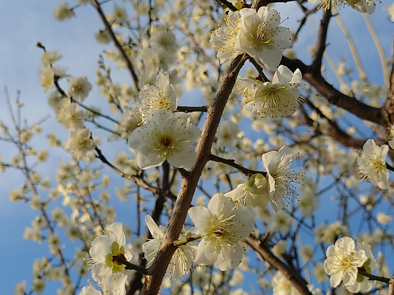 Ramo di albero con fiori bianchi in fiore contro un cielo azzurro