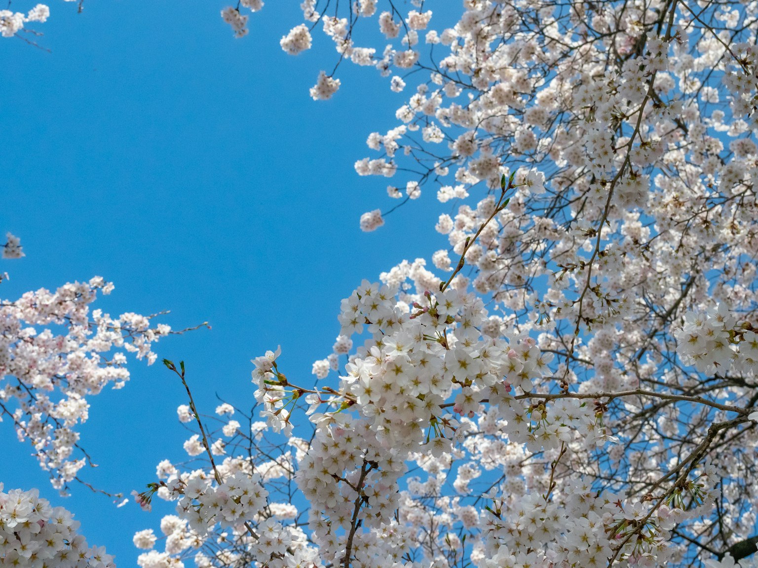 푸른 하늘을 배경으로 한 벚꽃 클로즈업