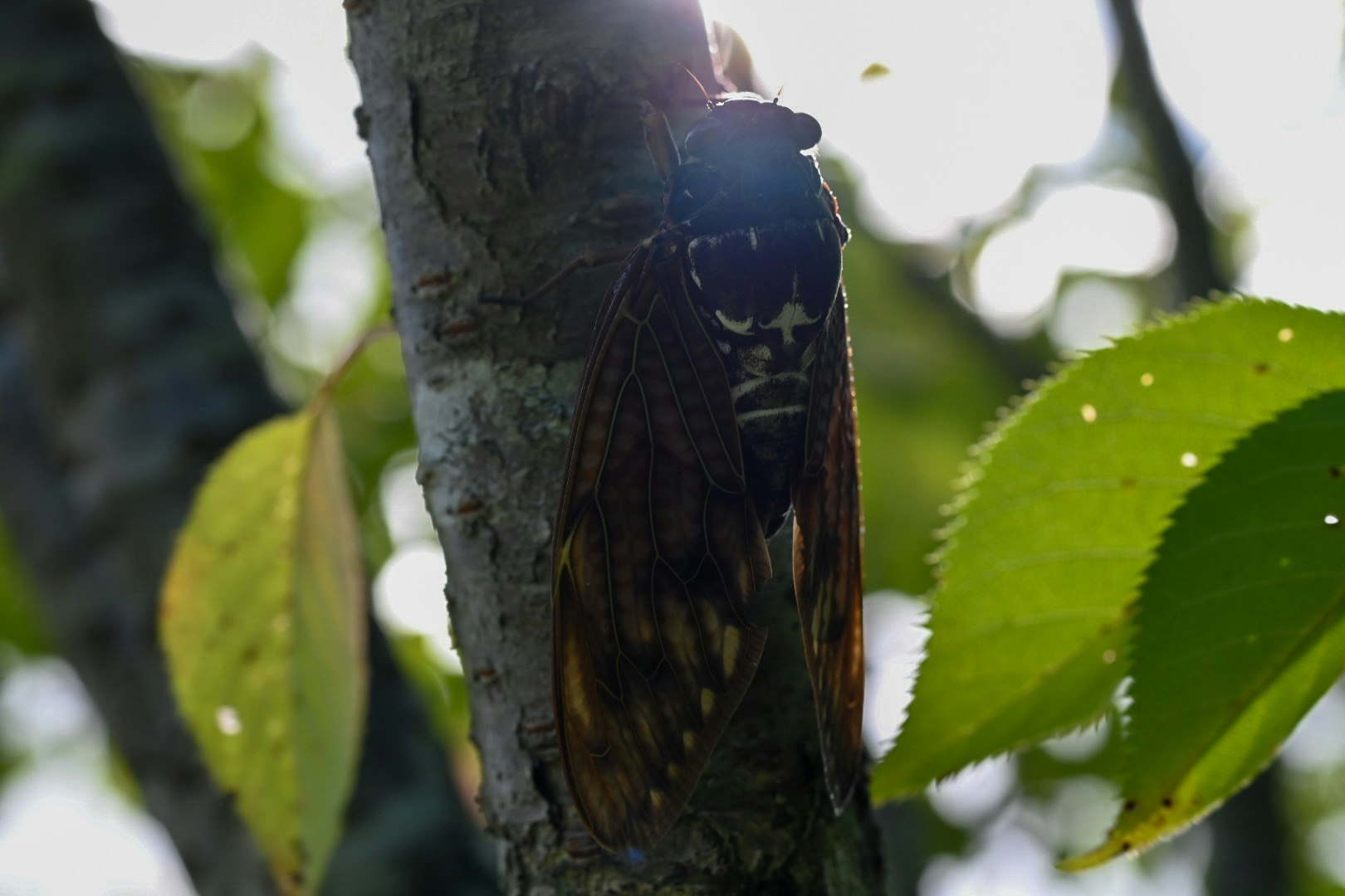 primer plano de una cigarra posada en un tronco de árbol