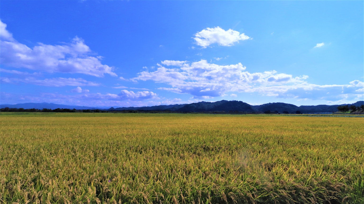 Goldenes Reisfeld unter einem blauen Himmel mit weißen Wolken