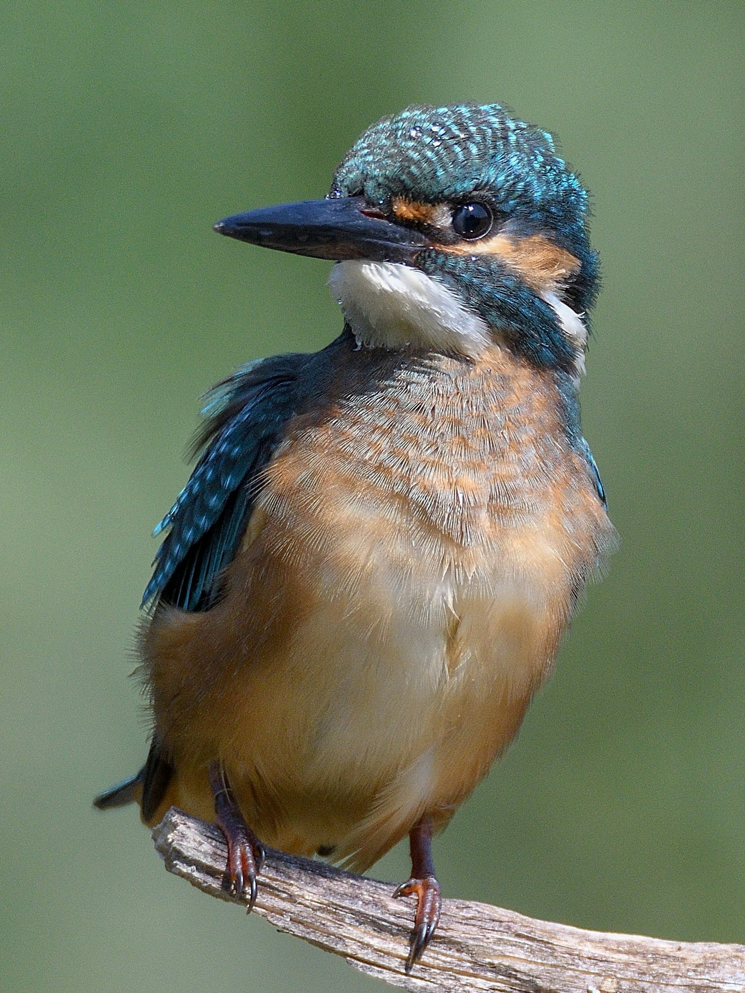 Un martinete con hermosas plumas azules posado en una rama