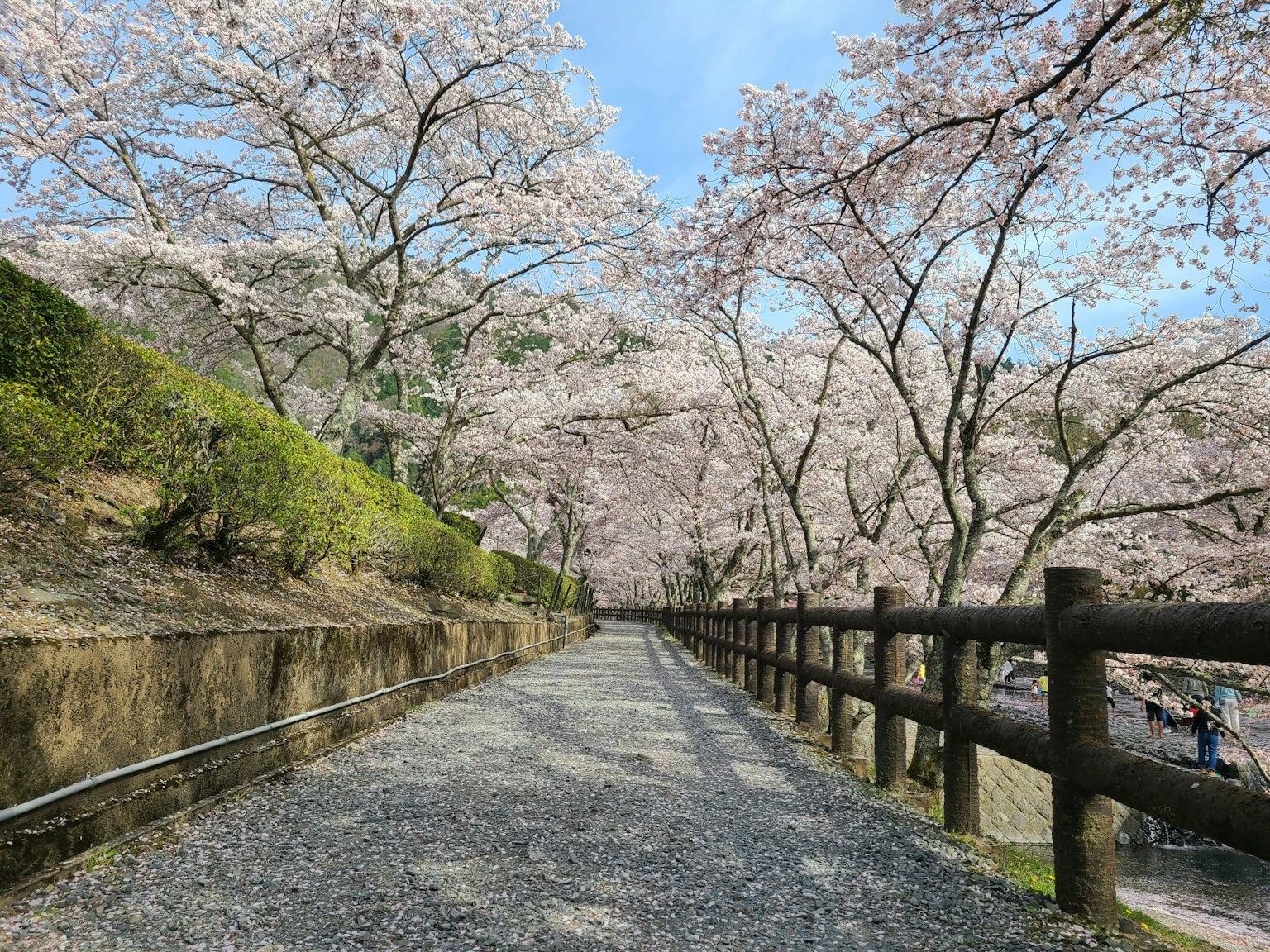 Chemin pittoresque bordé d'arbres en fleurs de cerisier