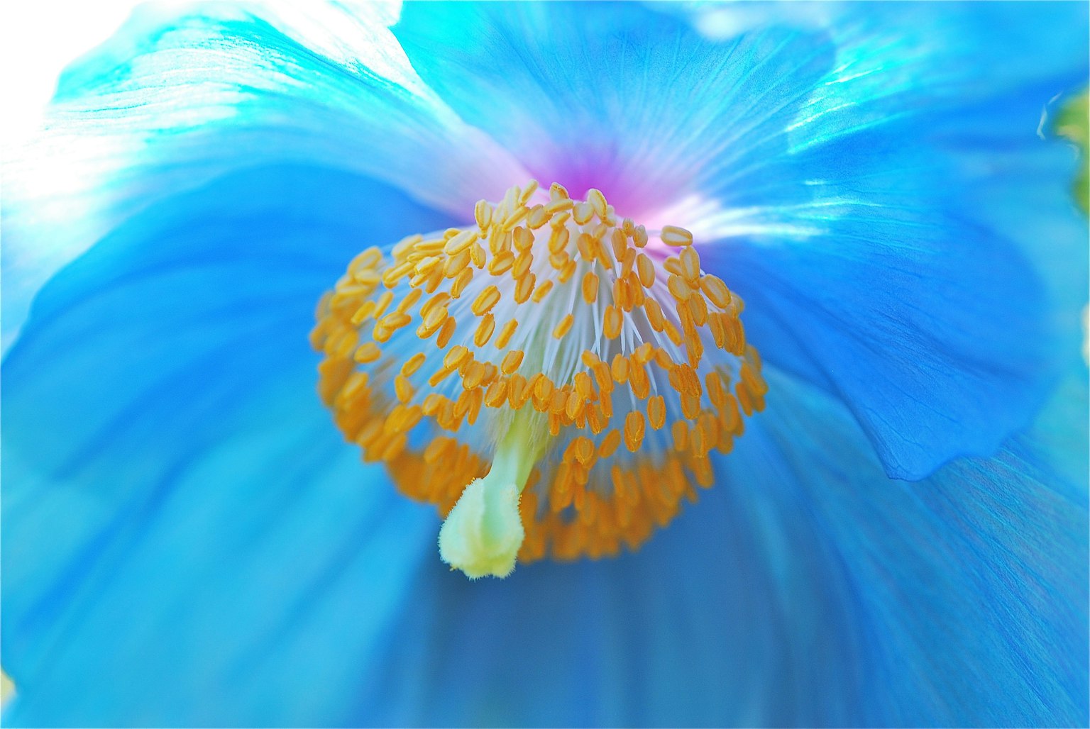 蓝色花瓣和独特橙色雄蕊的芙蓉花特写