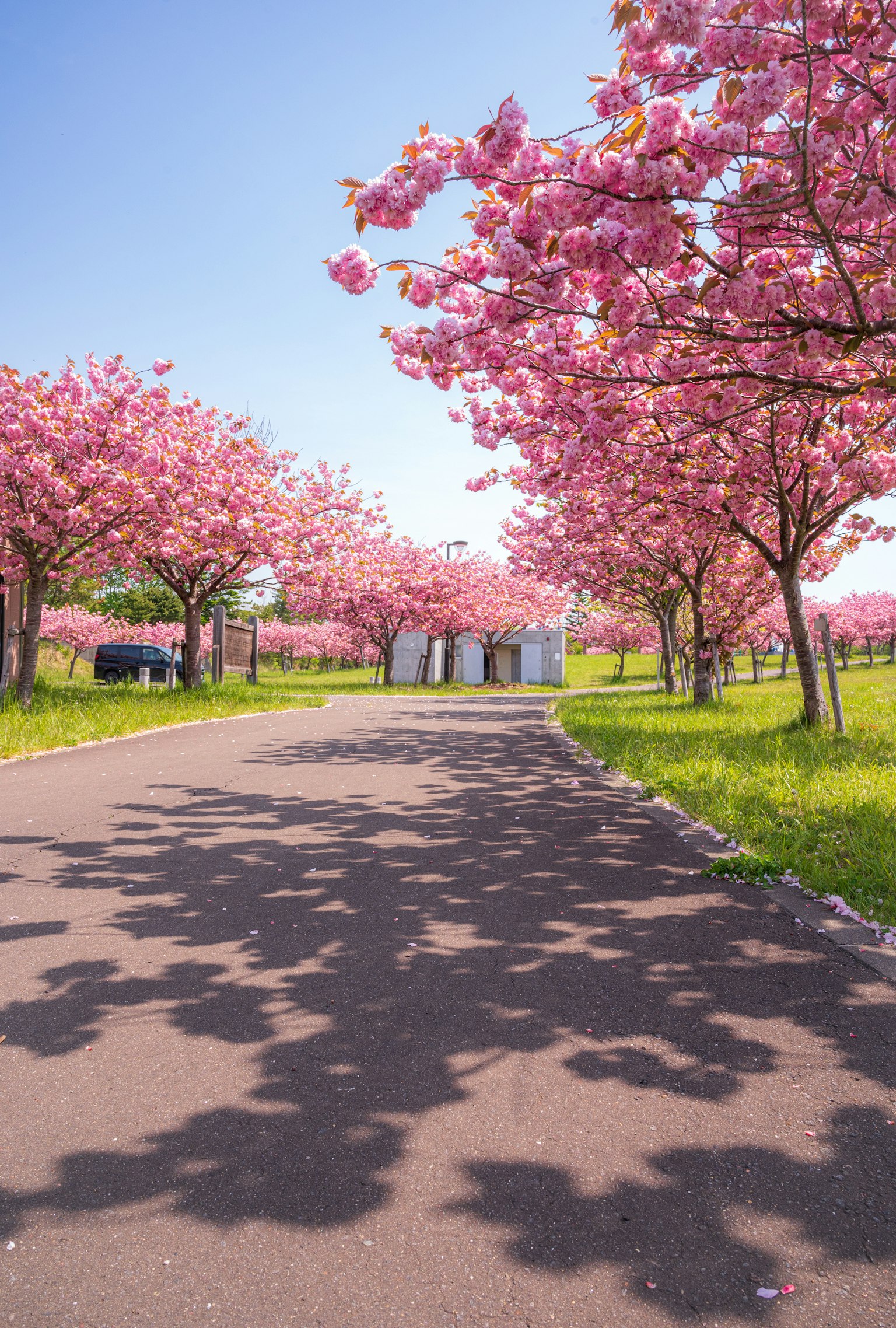 Ein Weg gesäumt von Kirschblütenbäumen und einem klaren blauen Himmel