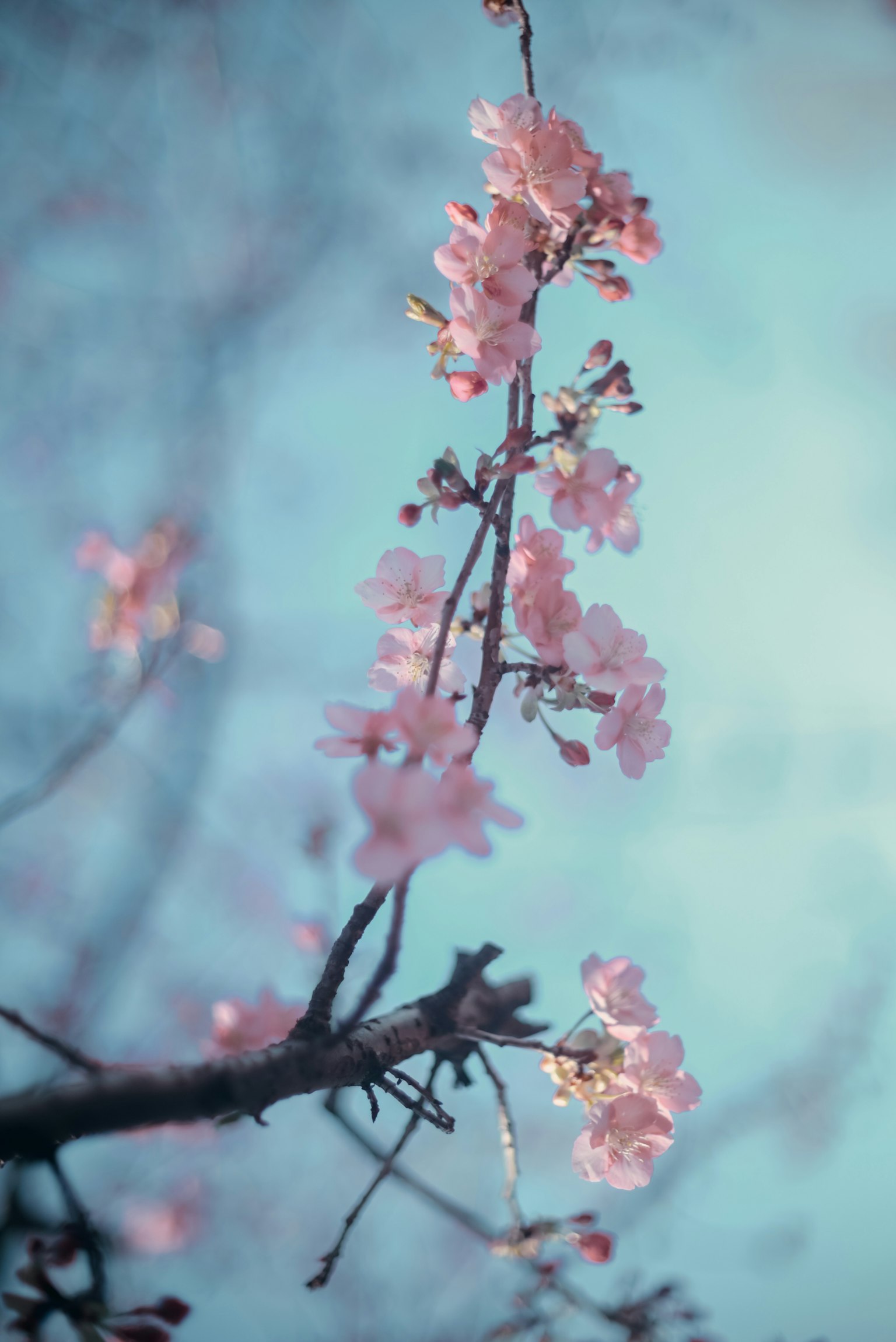 Fleurs de cerisier en fleurs sur fond bleu