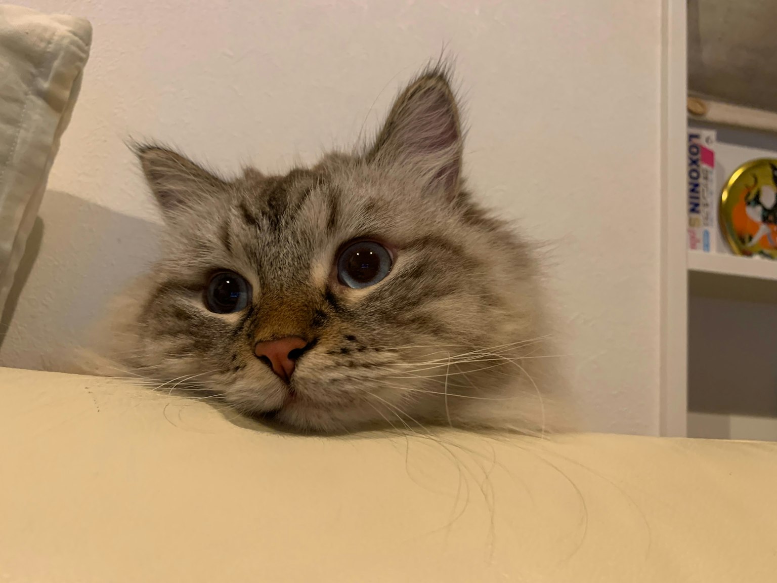 Graue Katze, die ihren Kopf auf ein Sofa legt