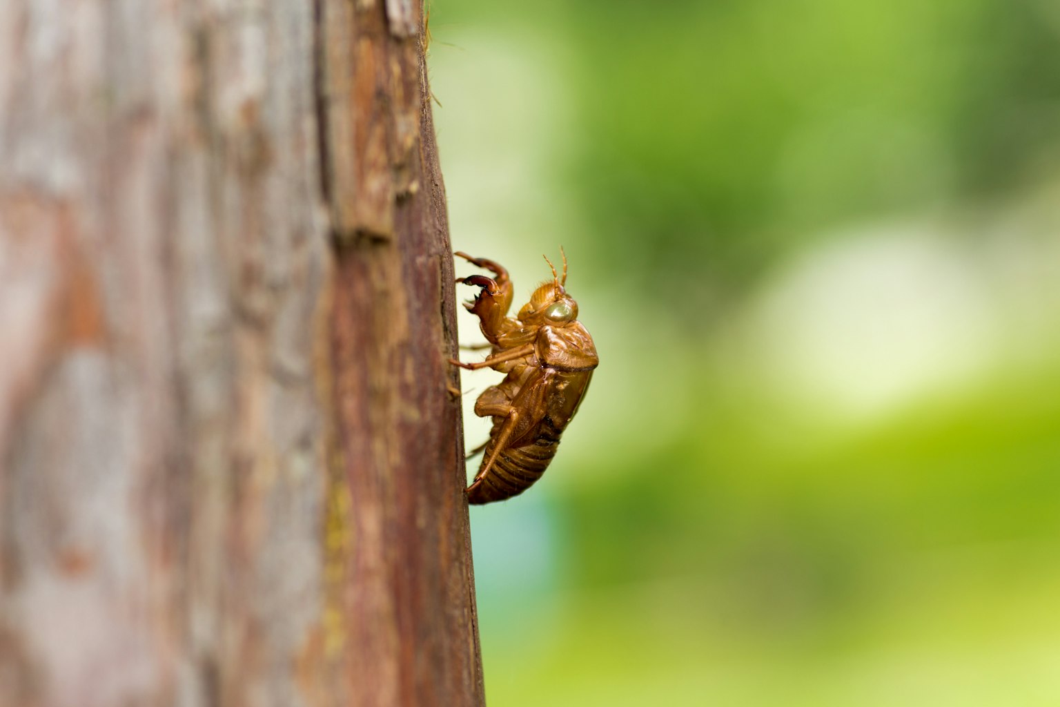 Foto close-up dari jangkrik di batang pohon