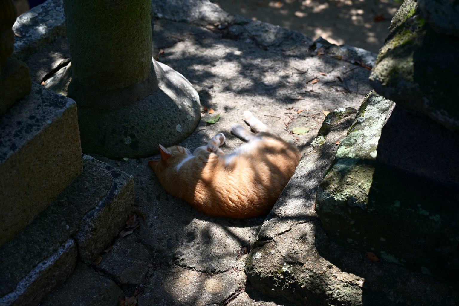Orange cat sleeping in the shade on stone ground light and shadows creating patterns