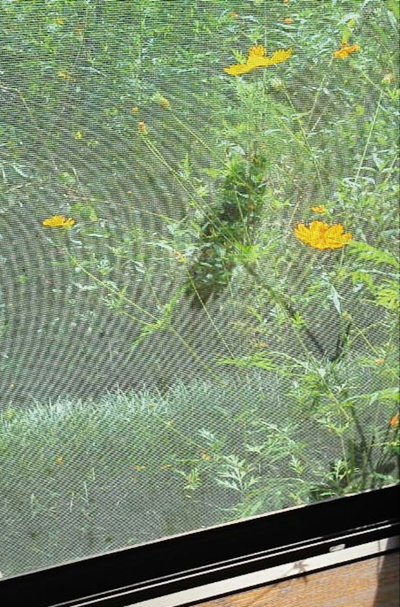 Gros plan sur des plantes vertes et des fleurs jaunes vues à travers un écran de fenêtre