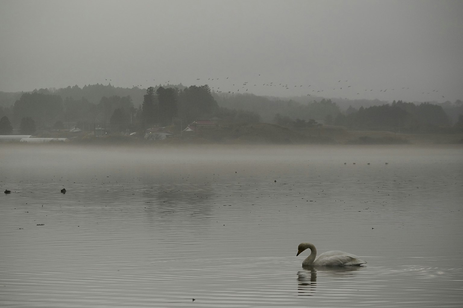Ein Schwan gleitet über einen nebligen See mit entfernten Bäumen
