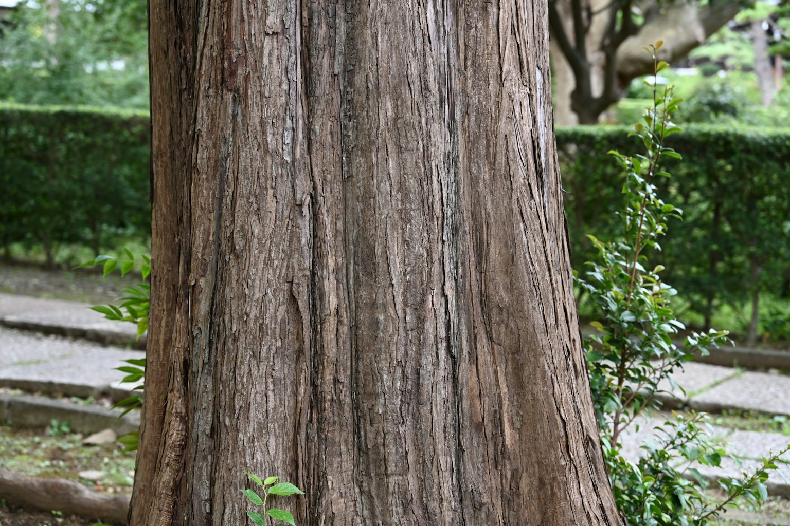 Texture détaillée d'un grand tronc d'arbre avec des plantes vertes environnantes