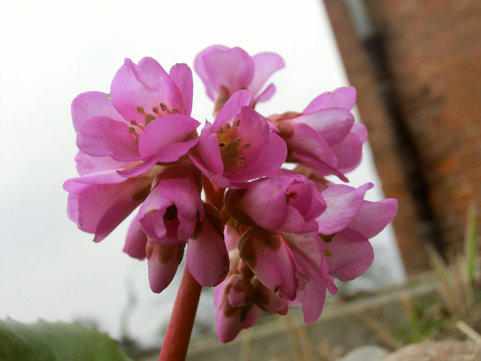 Close-up photo of a pink flowering plant