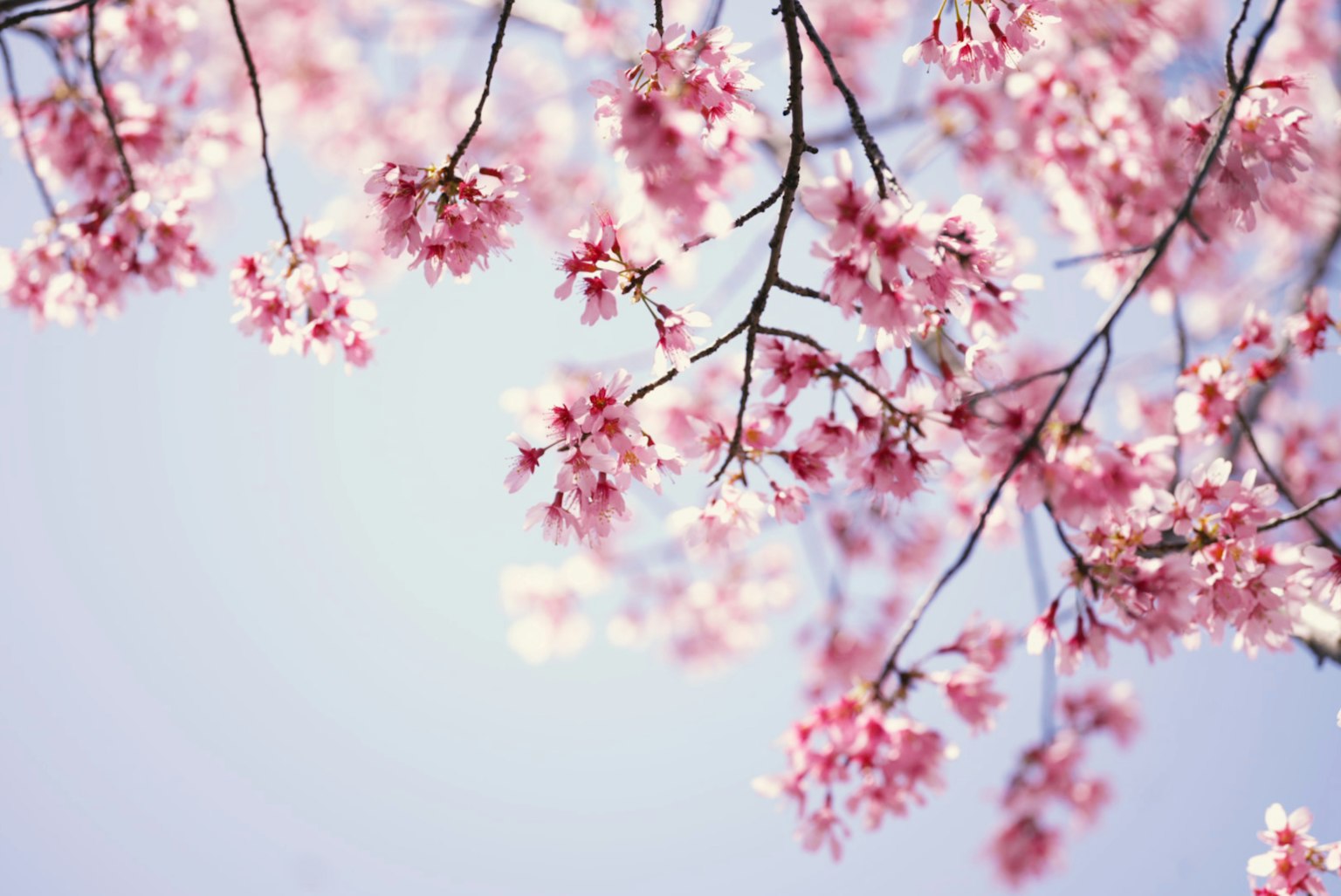 Primo piano di rami di ciliegio in fiore con fiori rosa su sfondo di cielo blu