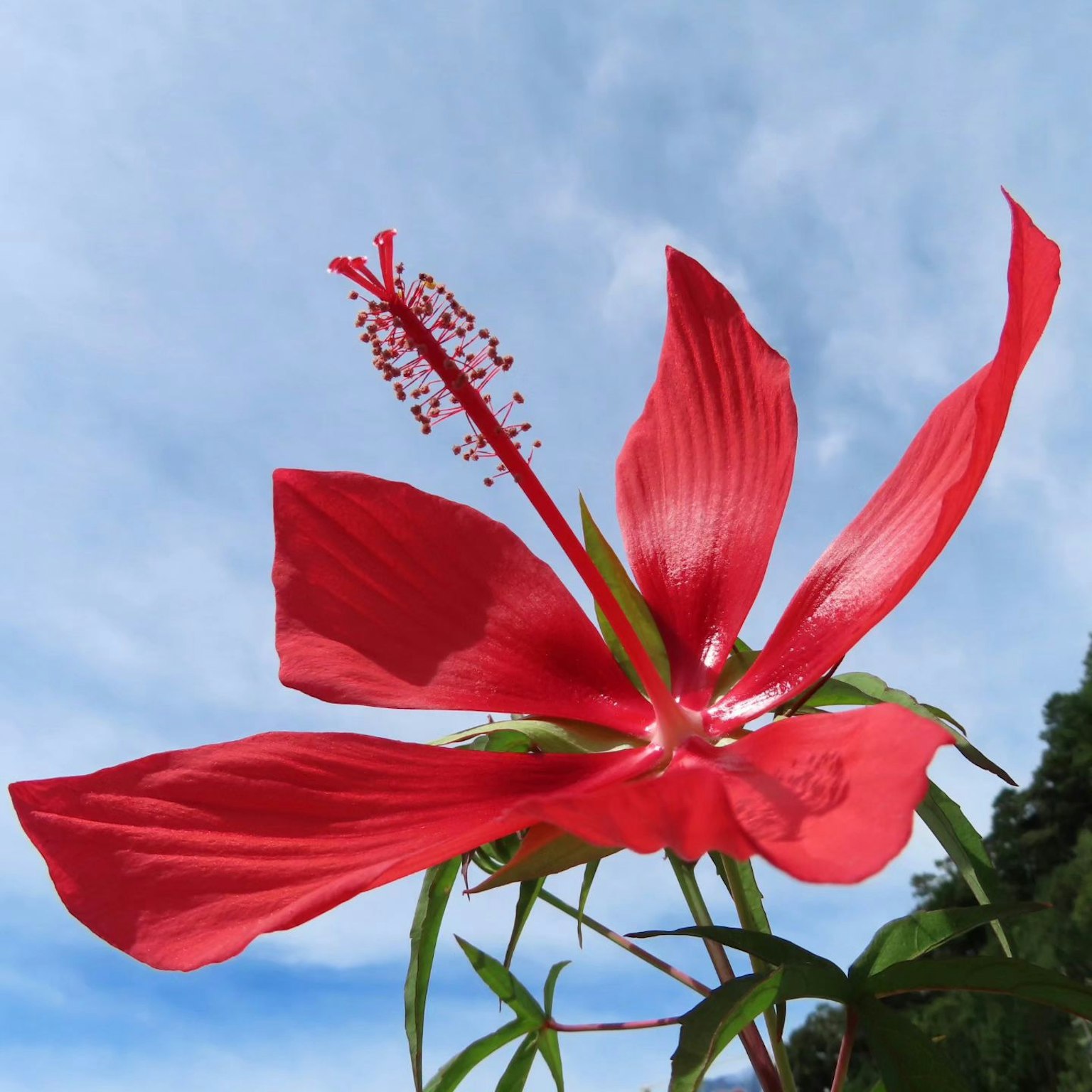 Fiore di ibisco rosso vibrante che sboccia sotto un cielo blu