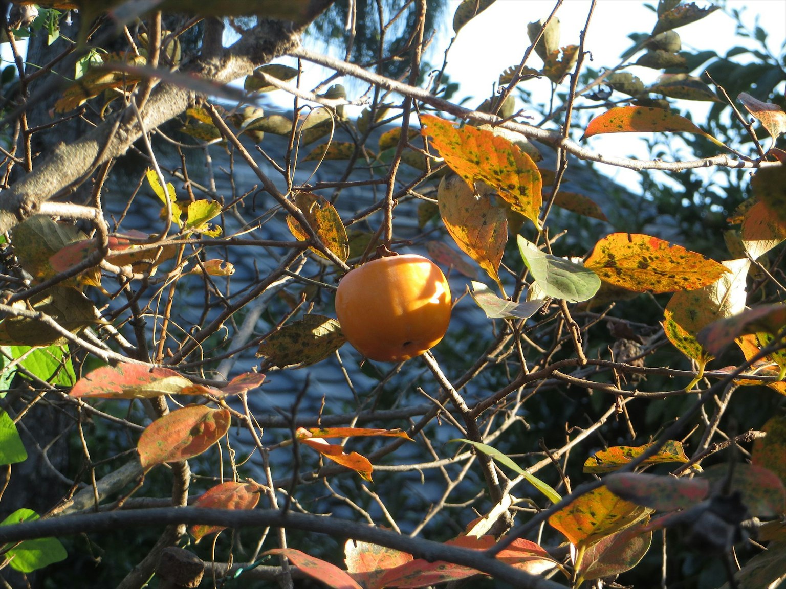 Fruta naranja colgando de ramas entre hojas de otoño