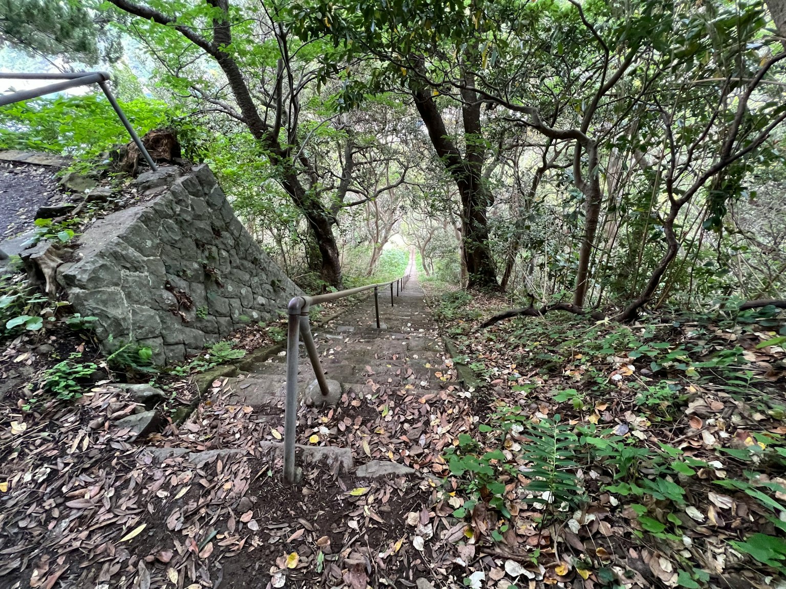 Scalinata circondata da alberi che porta a un sentiero