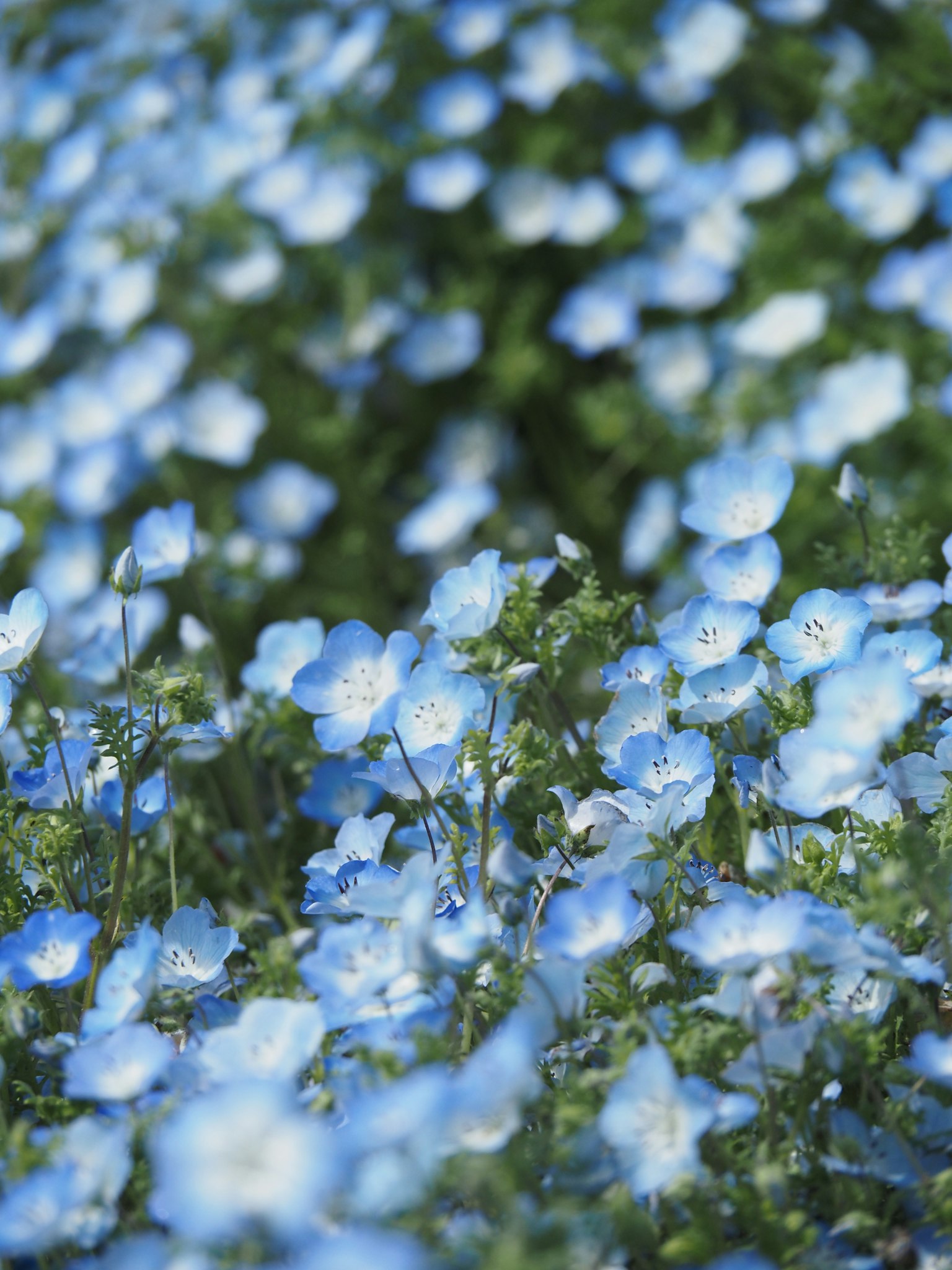 Un campo di delicate fiori blu che fioriscono abbondantemente