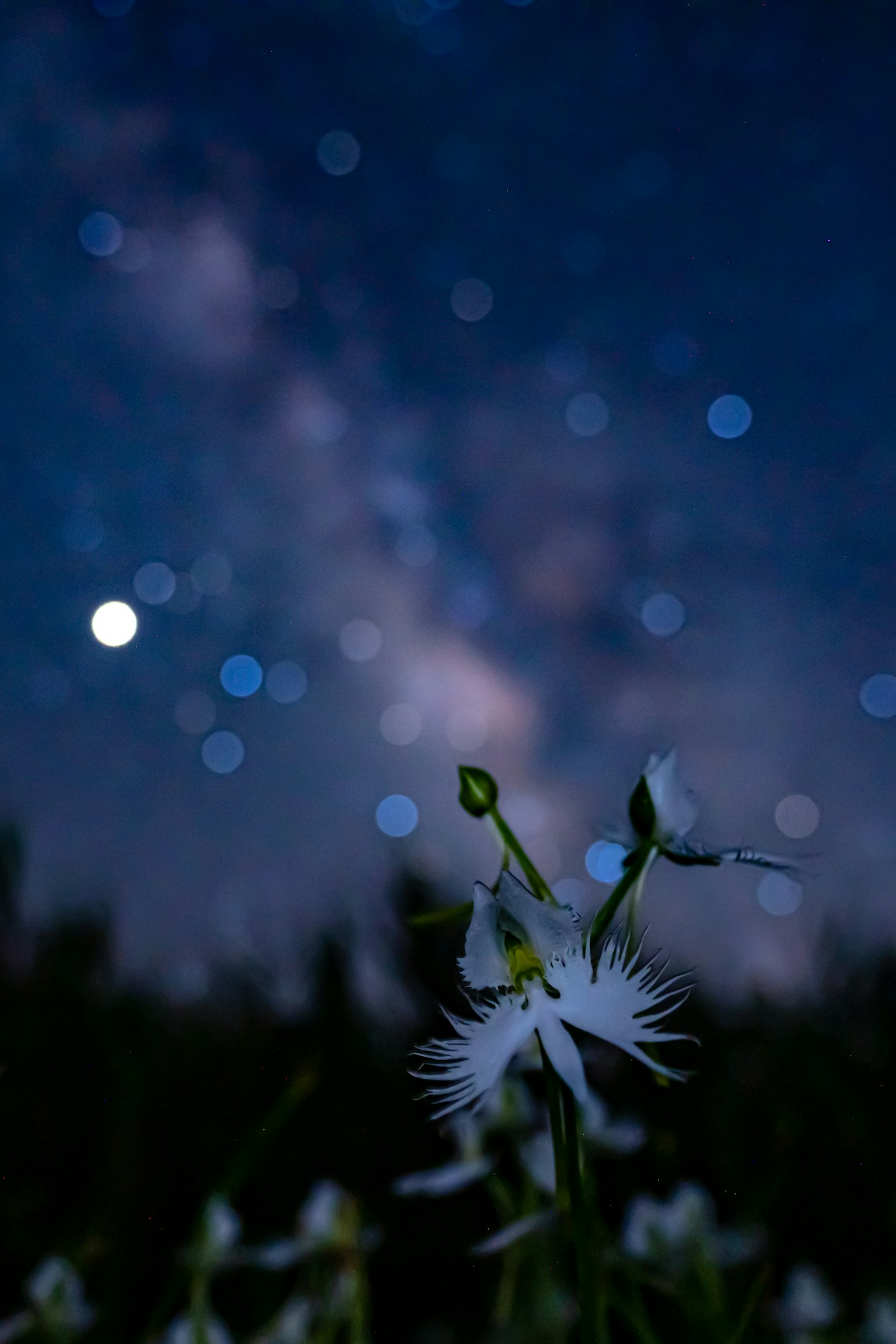星空下盛開的白花和背景中的銀河