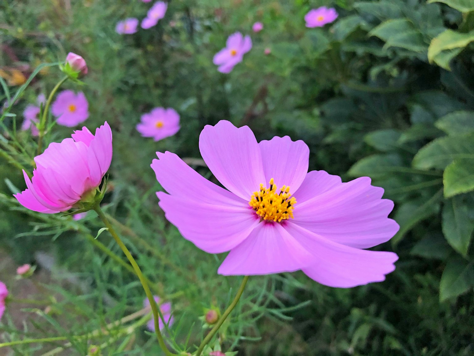 Fiore di cosmos viola brillante con centro giallo