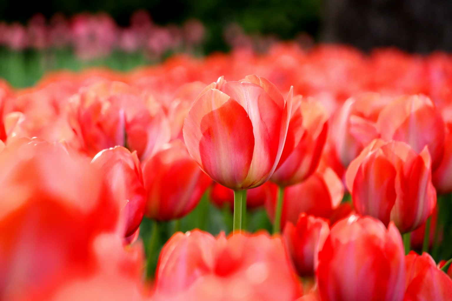 ทุ่งทิวลิปสีแดงสดในช่วงบานสะพรั่ง
